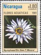 Nymphaea "Dir. Geo. T. Moore"