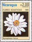 Nymphaea lotus