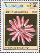 Nymphaea "B.G. Berry"