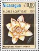 Nymphaea gladstoniana