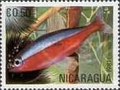Cardinal Tetra (Cheirodon axelrodi)