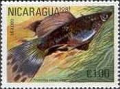 Guppy (Poecilia reticulata)