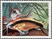Skunk Corydoras Catfish (Corydoras arcuatus)