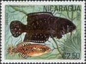 Blackfin Pearlfish (Austrolebias nigripinnis)