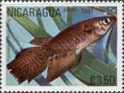 Long Fin Killifish (Pterolebias longipinnis)