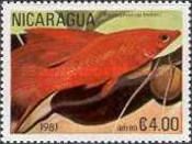 Green Swordtail (Xiphophorus helleri)