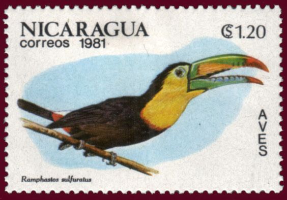 Keel-billed Toucan (Ramphastos sulfuratus)