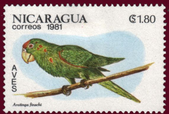 Crimson-fronted Parakeet (Aratinga finschi)