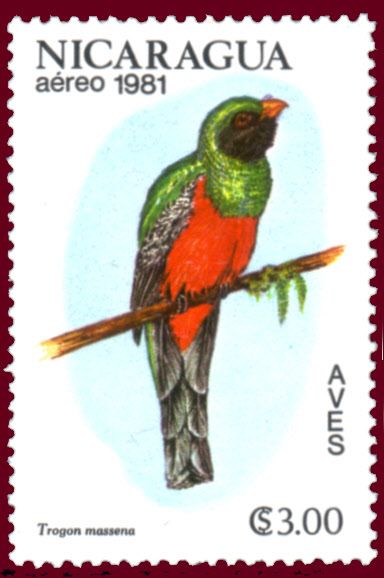 Slaty-tailed Trogon (Trogon massena)