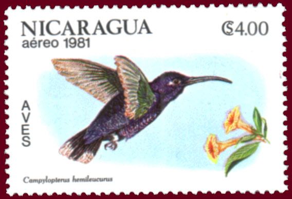 Violet Sabrewing (Campylopterus hemileucurus)