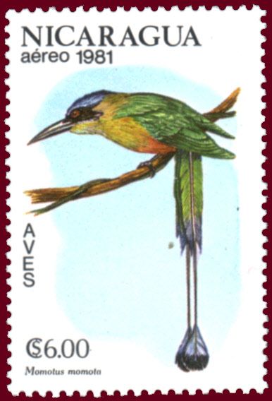 Blue-crowned Motmot (Momotus momota)