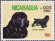 Cocker-Spaniel (Canis lupus familiaris)