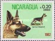 German Shepherd (Canis lupus familiaris)