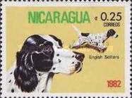 English Setter (Canis lupus familiaris)