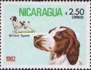 Brittany Spaniel (Canis lupus familiaris)