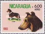 Collie (Canis lupus familiaris)