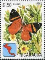 Butterfly (Callizona acesta)