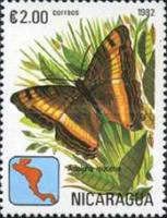 Yellow-striped Sister (Adelpha leuceria)
