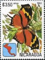 Butterfly (Consul hippona)