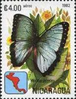 Common Morpho (Morpho peleides)