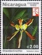 Crucifijo or Winged Epidendrum (Epidendrum alatum)