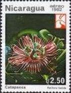 Passiflora foetida