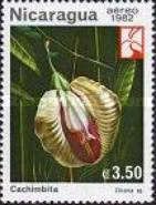 Cachimbita (Clitoria polychrome)