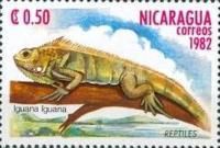 Green Iguana (Iguana iguana)