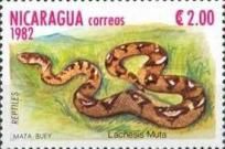 South American Bushmaster (Lachesis muta)