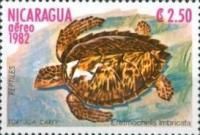 Hawksbill sea turtle (Eretmochelys imbricata)