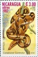 Boa Constrictor (Boa constrictor)