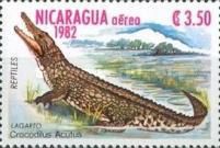 American Crocodyle (Crocodylus acutus)