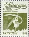 Brassavola nodosa