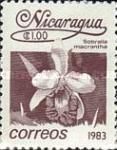 Sobralia macrantha