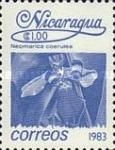 Neomarica coerulea