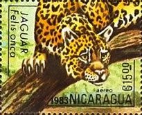 Jaguar (Panthera onca)