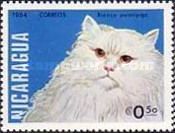 White Longhair (Felis silvestris catus)