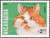 Tortoiseshell White Shorthair (Felis silvestris catus)