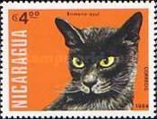 Burmese Blue (Felis silvestris catus)