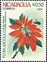 Poinsettia pulcherrima