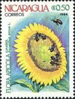 Girasol (Helianthus annus)