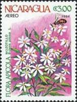 Mozotillo (Bidens pilosa)
