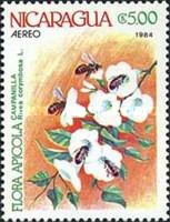 Campanilla (Rivea corymbosa)