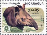 Baird's Tapir (Tapirus bairdii)