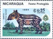 Baird's Tapir (Tapirus bairdii)- Juvenile