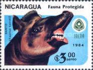Baird's Tapir (Tapirus bairdii)