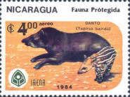 Baird's Tapir (Tapirus bairdii) - Adult and Juvenile