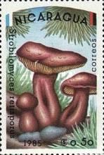 Strobilomyces retisporus