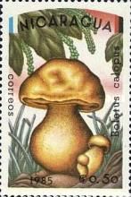 Boletus calopus