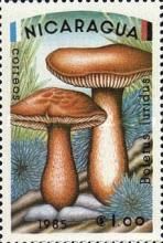 Boletus luridus
